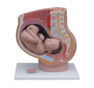 Malaysian customer orders a batch of human anatomy models